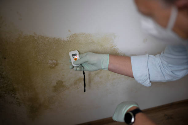 Mold Removal Process in Windsor, CO