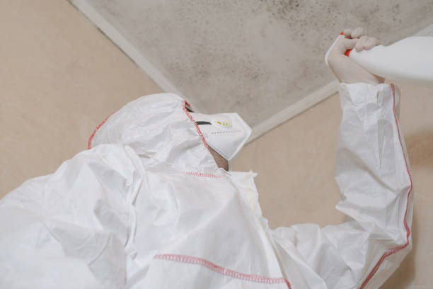 Trusted Windsor, CO Mold Removal Experts